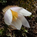 Pulsatilla vernalis al lago di Lod di Chamois - Foto di Gian Mario Navillod.