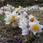 Fioritura di Pulsatilla vernalis al lago Charey di La Magdeleine - Foto di André Navillod.