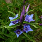Genziana asclepiadea - Foto di Gian Mario Navillod.