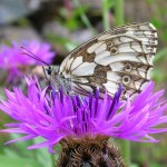 Centaurea scabiosa - Foto di Gian Mario Navillod.