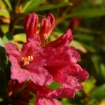 Rododendro - Rododendron ferrugineum - Foto di Gian Mario Navillod.